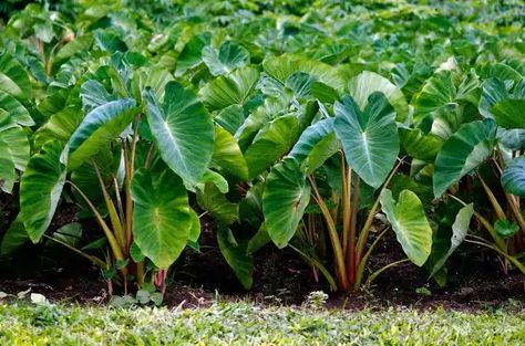 Taro (Colocasia esculenta) is a versatile and nutritious tuber that has been a staple in diets across various cultures for centuries. Beyond its culinary uses, taro boasts an array of medicinal health benefits, making it a valuable addition to a well-rounded and health-conscious lifestyle. One of the primary health benefits of taro is its rich nutritional profile. #NaturesPharmacy Comfrey Tea, Taro Leaves, Taro Plant, Taro Root, Home Grown Vegetables, Big Leaves, Replant, Propagating Plants, Yellow Leaves