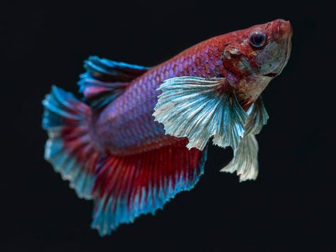 Dumbo Ear Betta, Fish Facts, Dumbo Ears, Betta Fish Types, Fish Keeping, Brine Shrimp, Home Aquarium, Pet Fish, Elephant Ears