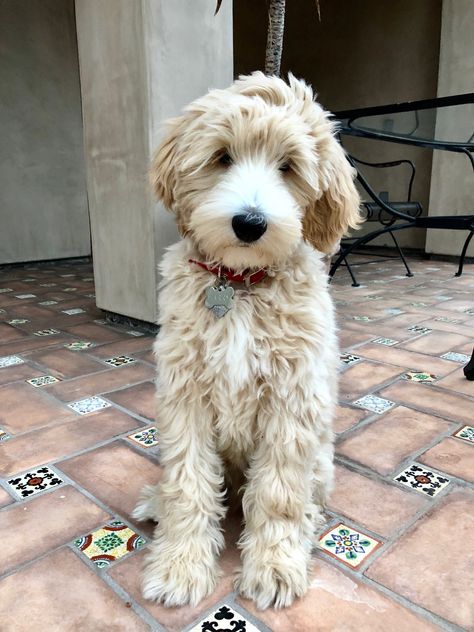 My sweet Australian Labradoodle, Harry Australian Doodle, Labradoodle Grooming, Australian Labradoodles, Australian Labradoodle, Labradoodle Puppy, Golden Doodle, Doodle Dog, Baby Kittens, Cute Dogs And Puppies