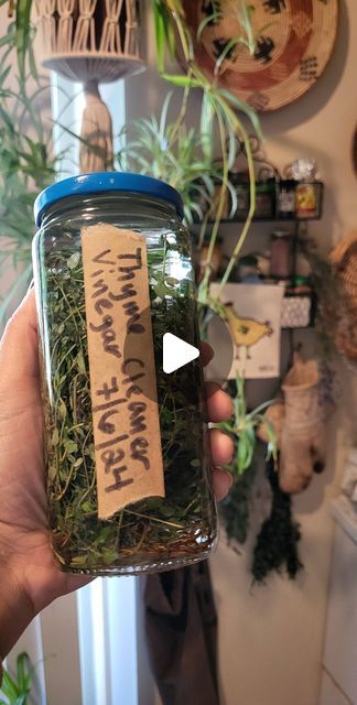 Plastic Free New Jersey○Alesha on Instagram: "The perfect #plasticfreejuly swap you can do all year round!🌱🌱

Thyme has great all natural antiseptic and antimicrobial properties, making it an excellent herb to infuse your cleaning vinegar! 

Simply fill a clean glass jar with lid, with Thyme then pour white Distilled vinegar over it until it covers the entire plant.🌱🌱

Then let infuse for about 6-8 weeks, strain and use! You can also dilute it with Distilled water since the vinegar smell may be potent for some. I personally love the smell.💚

No more harmful home cleaners that come in plastic that will never break down and are filled with toxic ingredients‼️ 

#plasticfreecleaningvinegar #ZeroWaste @stopsingleuseplastics #planetorplastic @lifewithoutplastic @plasticfreejuly #sustainabl Cleaning Vinegar, Glass Jar With Lid, Plastic Free July, Simply Filling, Vinegar Cleaning, Glass Jars With Lids, Distilled White Vinegar, Distilled Water, Over It