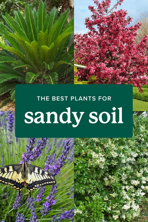 Sandy soil? 🌿 Click to find plants that will work with your soil type, climate, and landscape, and turn your yard into an oasis. 

#Gardening #Landscaping Sandy Soil Plants, Plants For Sandy Soil, Flowering Plum Tree, Cold Hardy Palm Trees, Laurel Shrub, Flowering Pear Tree, Soil Type, Arborvitae Tree, Fruit Bushes