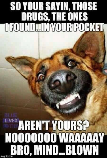 This.... this is a good one.   #fridayfunnies #k9leadstheway #workingdogmagazine Cop Quotes, Law Enforcement Wife, Dog Finds, Police Quotes, Funny Police, Corrections Officer, Police Wife Life, Funny Selfie Quotes, Cops Humor