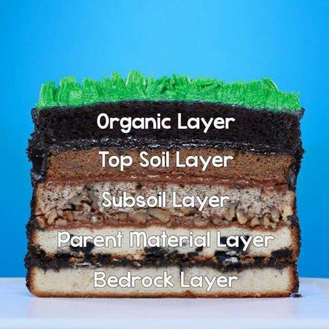 This Sediment Layer Earth Cake is educational & yummy!   Organic Layer: Chocolate Cake  Top Soil Layer: Carrot Cake Subsoil Layer: Walnut Cake Parent Material Layer: Oreo Cookie Cake Bedrock Layer: Vanilla Cake  Watch video here: https://www.youtube.com/watch?v=Ruag9ZM2y5I Geology Cake, Layer Carrot Cake, Science Cake, Oreo Cookie Cake, Layer Chocolate Cake, Earth Cake, Chocolat Cake, Earth Layers, Cake Chocolat