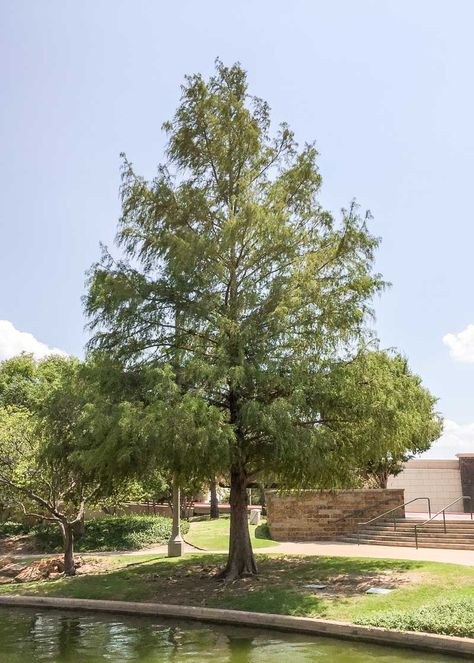 Bald Cypress Full Bald Cypress Tree, Nursery Landscape, Live Earth, Bald Cypress, Backyard Water Feature, Tree Top, Cypress Trees, Botanical Beauty, Deciduous Trees