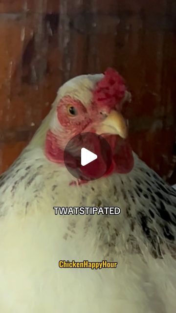 Chicken Videos Funny, Chicken Videos, August 9, Word Of The Day, Bones Funny, Potpourri, Videos Funny, Happy Hour, Firefighter