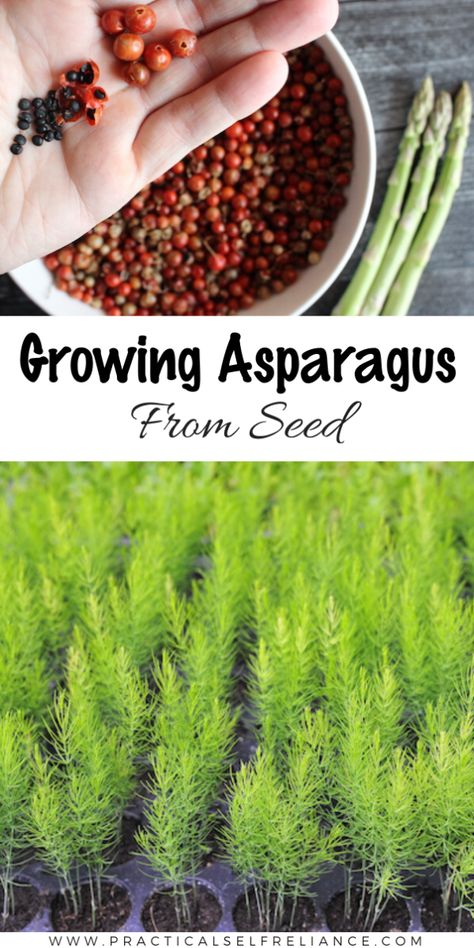 Growing Asparagus from Seed Growing Asparagus From Seed, Asparagus Growing, Asparagus Garden, Grow Asparagus, Asparagus Seeds, Asparagus Plant, Growing Asparagus, Vegetable Garden Diy, Backyard Vegetable Gardens