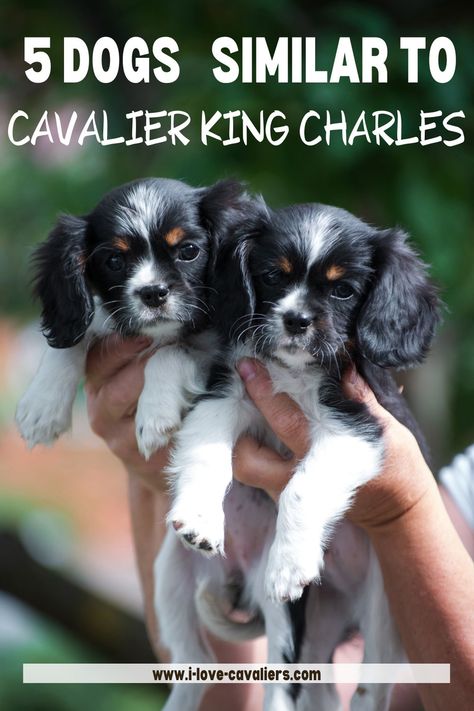 Mini King Charles Cavalier, Teacup Cavalier King Charles Spaniel, Cavalier King Charles Spaniel Ruby, King Cavalier Spaniel Puppy, Cavalier King Charles Spaniel Haircut, Ruby King Charles Cavalier, Ruby Cavalier King Charles Spaniel Puppy, King Charles Cocker Spaniel, English Cocker Spaniel Puppies