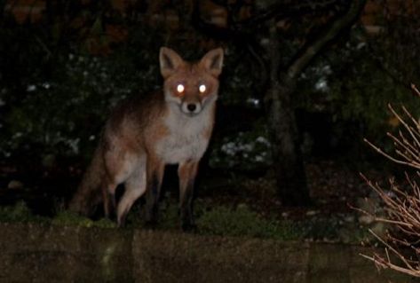 Gekkering fox Shino Aburame, Fox Eyes, Glowing Eyes, She Wolf, Southern Gothic, Red Fox, Teen Wolf, Dark Aesthetic, In The Dark