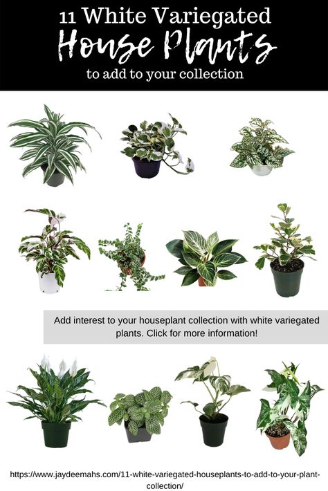 11 White Variegated Houseplants To Add To Your Plant Collection - JayDeeMahs.com N’joy Pothos, Creeping Fig, Ficus Pumila, Weeping Fig, Lily Plants, Variegated Plants, Peace Lily, White Leaf, Plant Collection