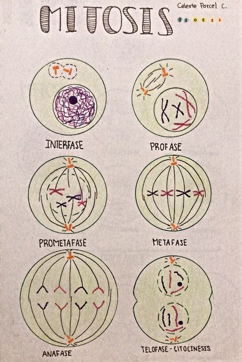 Cell Diagram Project, Mitosis Y Meiosis, Study Guide Template, Cell Diagram, Biology Revision, About Me Template, Study Biology, School Study Ideas, Basic Anatomy And Physiology