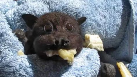 Rescued Bat enjoy banana Fruit Bat, Baby Bats, Cute Bat, Baby Eating, Silly Animals, Funny Baby, Funny Babies, National Geographic