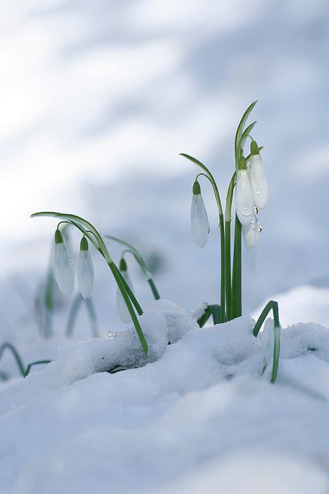 First Flowers Of Spring, Snowdrop Flower, Bulb Flowers, Poppy Flower, Winter Photography, Grey Stone, Winter Garden, Flowers Photography, My Flower