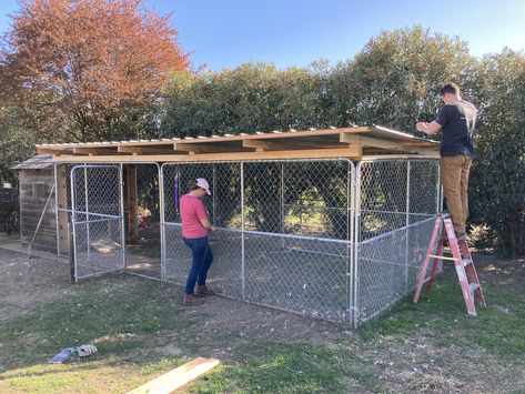 Chain-link dog kennels for run? | BackYard Chickens - Learn How to Raise Chickens Chicken Coop With Dog Kennel Run, Chicken Coop Chain Link Fence, Roof Over Dog Kennel, Diy Dog Pin Outdoor, Dog Run With Roof, Outside Dog Pen Ideas, Chicken Coop Out Of Dog Kennel, Chain Link Chicken Run, Chain Link Chicken Coop