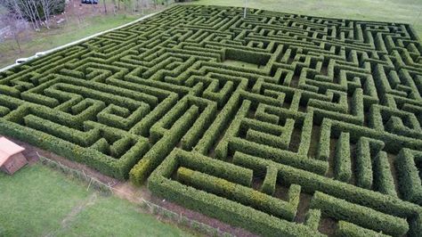 Labyrinth Maze, Labyrinth Design, Maze Design, Live Tree, Pinterest Images, Cypress Trees, Dream Garage, Garden Structures, Kids Playground