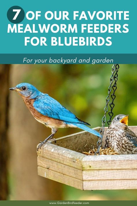 Ground Bird Feeder, Backyard Birds Watching, Bird Ideas, Backyard Birds Sanctuary, Backyard Birds Feeders, Make A Bird Feeder, Best Bird Feeders, Meal Worms, Suet Feeder