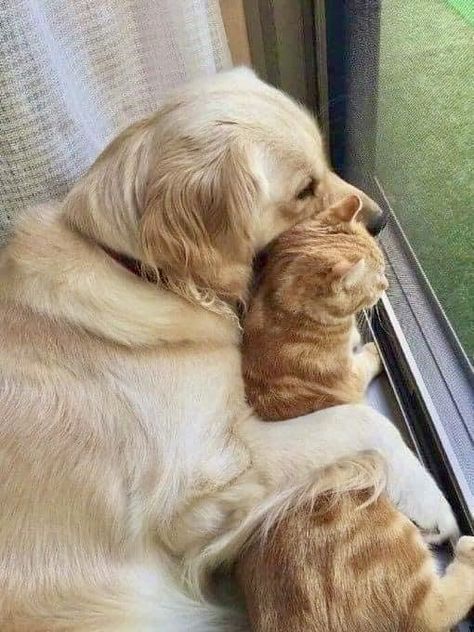 Animals Friendship, Unusual Animals, Funny Cats And Dogs, Cute Cats And Dogs, Cats And Dogs, Cool Pets, 귀여운 동물, Cute Funny Animals, Animals Friends