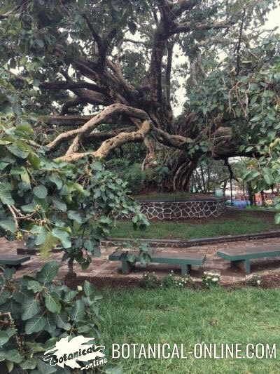 sicomoro arbol ornamental etiopia plaza Ficus sycomorus Garden Plants, Garden Design, Tree Trunk, Trees, Plants, Design