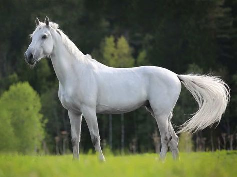 white horse on grass with tail moving Big Horse Breeds, Horse Standing, Horse Behavior, Cai Sălbatici, Horse Facts, Palomino Horse, Horse Tail, Horse Inspiration, Horse Owner