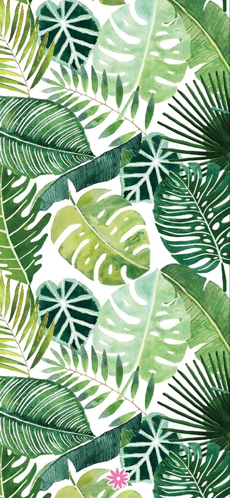 Tropical Leaves Wallpaper Iphone, Monstera Plant Wallpaper Iphone, Cute Wallpapers Plants, Cute Plant Wallpaper Iphone, Monstera Iphone Wallpaper, Phone Backgrounds Plants, Tropical Iphone Background, Monstera Phone Wallpaper, Palm Leaf Wallpaper Iphone