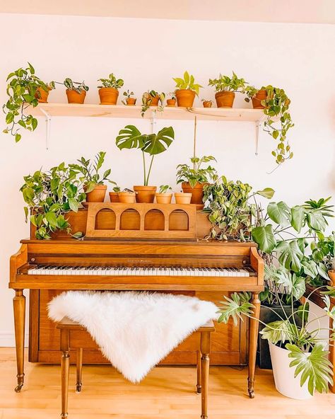 Houseplantopia on Instagram: “That piano works well as a plant stand 🤪💚🌿⠀⠀ ⠀⠀ ⠀⠀ ⠀⠀ ⠀⠀ ⠀⠀ 💚 Use #Houseplantopia for a Feature! ⠀⠀ 🌿🌱📸: @coffeeinmyjungle ⠀⠀ ⠀⠀ 🐢 Tag…” Music To My Ears, Plants At Home, Piano Decor, Cosy Interior, Zen Room, Living Vintage, Piano Bench, Piano Room, Indoor Gardens