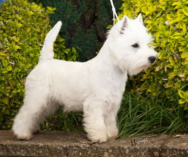 Top Winners Westie Grooming, Westie Haircut Hairstyles, Westie Haircut, West Highland White Terrier Grooming, West Highland Terrier Puppy, West Terrier, Teddy Dog, Puppy Cut, Westie Puppies