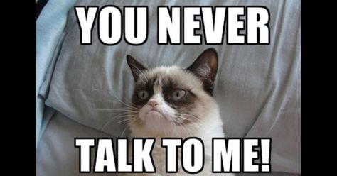 Grumpy Cat Meme, Grumpy Cat Quotes, Animals Memes, Xavier Rudd, Cat Jokes, Meme Comics, Grumpy Cat Humor, Birthday Wishes Funny, Cat Quotes Funny