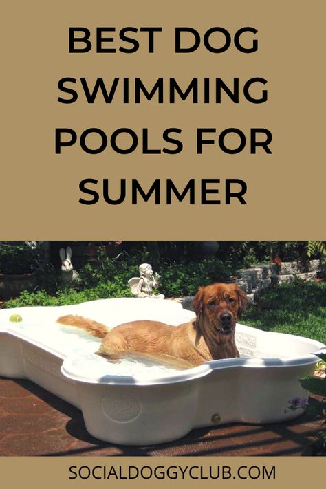 Dog Swimming Pools, Dog Pool, Dog Swimming, Beat The Heat, Hot Days, Dog Accessories, Stay Cool, Large Dogs, Hot Summer