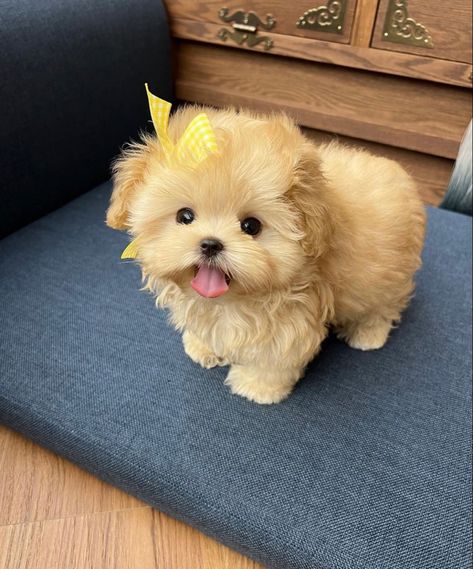 Cute Dogs Funny, Bear Dog Breed, Teacup Maltipoo, Maltipoo Puppies For Sale, Maltipoo Puppies, Cute Teacup Puppies, Teacup Puppies For Sale, Puppy Grooming, Maltipoo Puppy