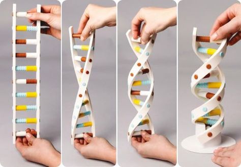 Model Dna, Dna Model Project, Dna Structure, Dna Project, Dna Art, Biology Projects, Dna Replication, Biology Classroom, Dna Molecule