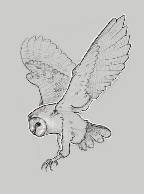 Owl Flying Reference, Barn Owl Drawing, Owl Outline, Fox Sketch, Movement Drawing, Owl Sketch, Animal Movement, Owls Drawing, Animal Sketches