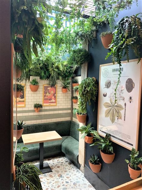 TERRIFIC TERRACOTTA: How amazing do all the plants look at Doppio Malto! Our talented and extremely creative team have added a variety of plants in terracotta wall planters and hanging plants from the ceiling. #ceramicplanter #liveplants #hospitalityplants #greenery #trailingplants #foliage #plants Terracotta Curtains, Urban Cafe, Planter Wall, Wall Planters, Terracotta Wall, Drop Ceiling, Dropped Ceiling, Trailing Plants, Terracotta Planter