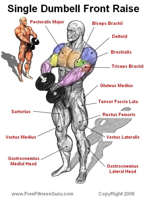 single dumbell front raise Muscle Diagram, Shoulder Training, Dumbell Workout, Workout Chart, Chest Workouts, Dumbbell Workout, Gym Workout Tips, Sport Motivation, Bodybuilding Workouts