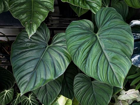 Philodendron plowmanii is a newly recognized type of philodendron with large, majestic leaves. Here's how to grow this rare tropical plant indoors. Philodendron Plowmanii, Philodendron Mamei, The Spruce, Growing Succulents, Plant Diseases, Liquid Fertilizer, House Plant Care, Unique Plants, Yellow Leaves