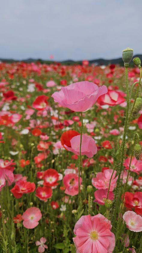 Pink Wild Flowers, Pink Poppy, Pink Field Of Flowers, Poppy Flower Field, Field Of Pink Flowers, Pink Poppy Flower, Poppies Field, Pink Wildflowers Aesthetic, Rock Wall Gardens