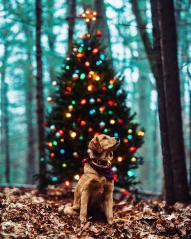 PetsLady's Pick: Handsome Country Christmas Dog Of The Day...see more at PetsLady.com -The FUN site for Animal Lovers Christmas Puppy, Christmas Mood, Golden Retrievers, Dog Photography, Country Christmas, Christmas Animals, Christmas Pictures, Christmas Dog, I Love Dogs