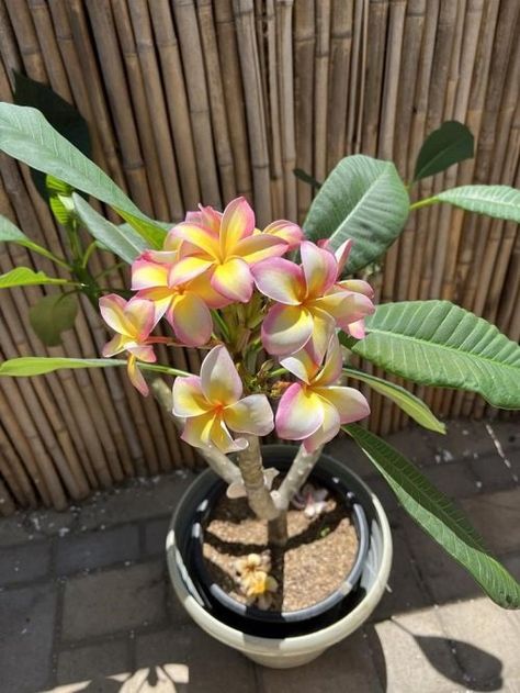 Potted Plumeria Tree, Plumeria In Pots, Plumeria Plant Care, Plumeria Garden Ideas Yards, Plumeria Bonsai, Potted Plumeria, Plumeria Indoor, Plumeria Colors, Indoor Plumeria