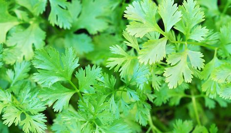 A cool-weather crop, cilantro can be quite plentiful if you know when to plant it. Cilantro Benefits, Cilantro Seeds, Bread Soup, Diy Herb Garden, Herb Seeds, Heirloom Seeds, Coriander Seeds, Detox Smoothie, Permaculture