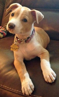 Zelda is a Pit Bull/Jack Russell mix. So cute! Pitbull Jack Russell Mix Dogs, Jack Russell Mix, 12 Birthday, Pit Bull Mix, American Pit Bull Terrier, Pitbull Puppies, Staffordshire Bull Terrier, Pitbull Mix, Future Ideas