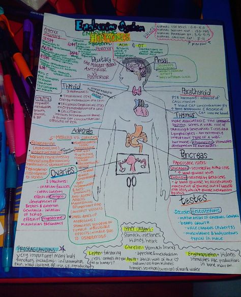 Endocrine system Anatomy And Physiology Notes Study, Anatomy And Physiology Notes, Endocrine System Nursing, Physiology Notes, Cranial Nerves Mnemonic, Fit Nurse, Notes Study, Systems Art, Nurse Study Notes