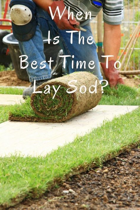 Lawn Fertilizer Diy, How To Lay Sod, Sod Grass, Lawn Weeds, Lawn Repair, Backyard Table, Sod Installation, Growing Grass, Lawn Design