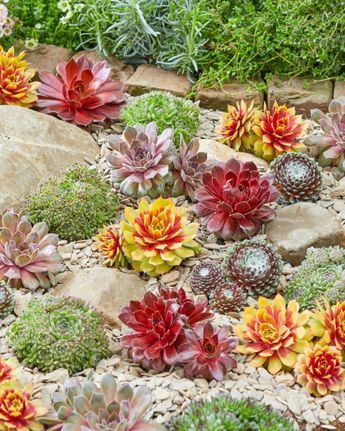 Caring For Succulents Indoor, Outdoor Succulents, Succulent Garden Outdoor, Rainbow Succulent, Succulent Rock Garden, Mr Plant, Succulent Garden Landscape, Succulent Landscape Design, Succulent Garden Design