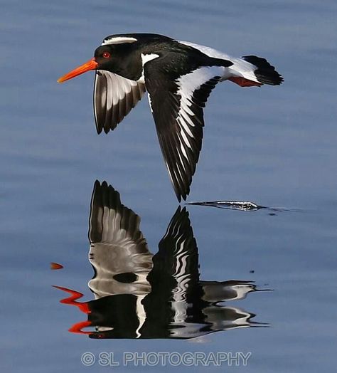 Oyster catcher Chilli Mussels, Oyster Catcher, Wild Birds Photography, Bird Migration, Turtle Painting, Boat Art, Australian Birds, Bird Artwork, Bird Sculpture