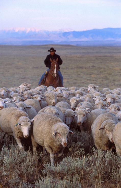 Cowboy Comic, Basque Culture, Sheep Wagon, Sheep Herder, Sheep Herding, Sheep Ranch, Natural Resource Management, Colorado History, Western Colorado