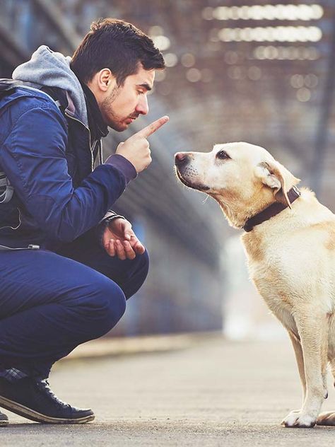 Husky Corgi, Yellow Labrador Retriever, Dog Poses, Dog Photoshoot, Yellow Labrador, Man And Dog, Dog Photography, Dog Behavior, Dog Trainer