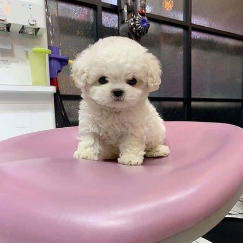 Miniature Puppies Teacups, White Toy Poodle Puppy, Mini Puppies Teacups, Toy Poodle Puppies White, Toy Poodle Puppies For Sale Near Me, Toy Poodle Aesthetic, Toy Poodle Full Grown, Toy Poodle White, Mini Toy Poodle