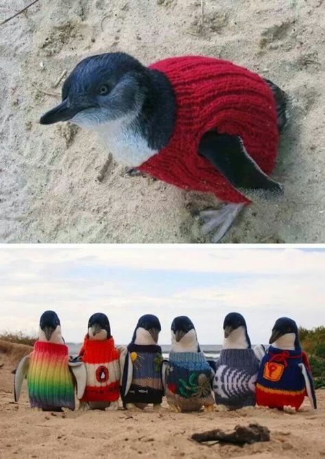 .. Penguin Parade, Wildlife Rehabilitation, Cute Penguins, Cuteness Overload, Animal Kingdom, Funny Cute, Pet Clothes, Animal Pictures, Fur Babies