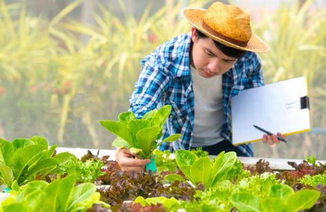 School Greenhouse, United States Botanic Garden, Farming Technology, Baked Shrimp Scampi, Hydroponic Farming, Hydroponic Growing, Vertical Farming, Agriculture Education, Architecture Concept Diagram