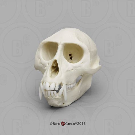 Skull References, Common Marmoset, Monkey Skull, Prop Reference, Deer Skull Art, Vervet Monkey, Anatomy Bones, Skull Reference, Animal Skeletons