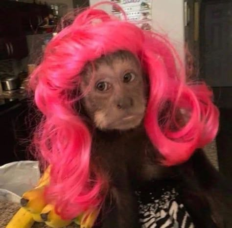 A Monkey, Hair, Pink