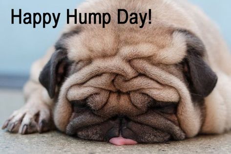 We made it to Wednesday! #humpday Anjing Pug, Fu Dog, Sleep Funny, Dog Photograph, Shar Pei, Cute Pugs, Pug Love, Pug Life, Pug Dog